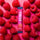 Everyday Hydration: 40 Serving: Raspberry